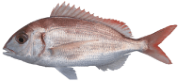MERCAN